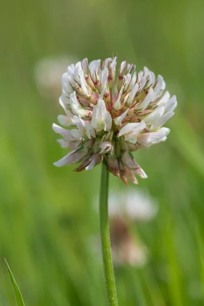 Macro Shot White Clover Trifolium Repens Flower Green Background —  Fotos de Stock
