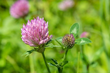 Kırmızı yonca üzerinde bir çiçeğin makro çekimi (trifolium pratense)