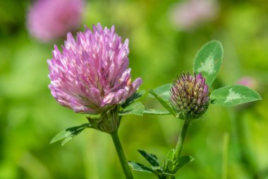 Kırmızı yonca üzerinde bir çiçeğin makro çekimi (trifolium pratense)