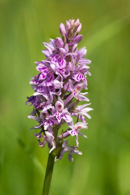 Sık görülen benekli bir orkideye (dactylorhiza fuchsii) çiçek açarken yaklaş
