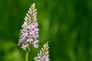 Sık görülen benekli bir orkideye (dactylorhiza fuchsii) çiçek açarken yaklaş