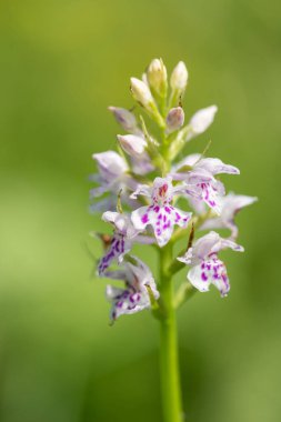 Sık görülen benekli bir orkideye (dactylorhiza fuchsii) çiçek açarken yaklaş