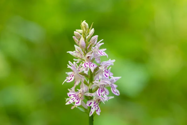 Detail Běžné Skvrnité Orchideje Dactylorhiza Fuchsii Květ Květu — Stock fotografie