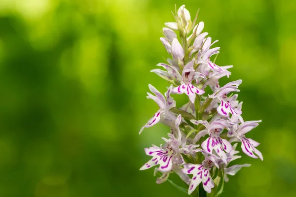 Close Common Spotted Orchid Dactylorhiza Fuchsii Flower Bloom — Stock Photo, Image