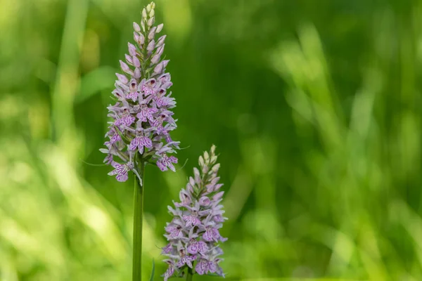 Close up of a common spotted orchid (dactylorhiza fuchsii) flower in bloom