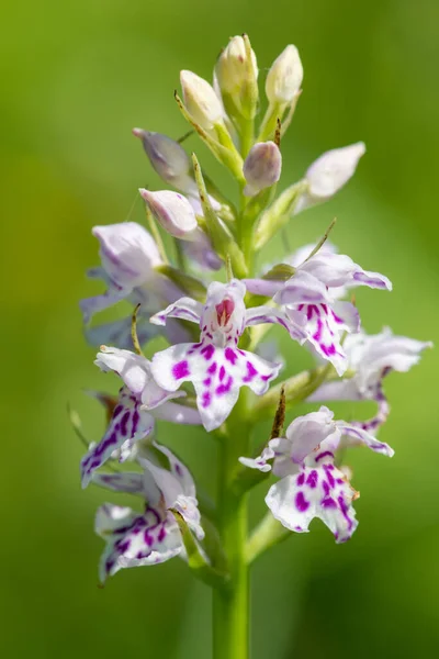 Close up of a common spotted orchid (dactylorhiza fuchsii) flower in bloom