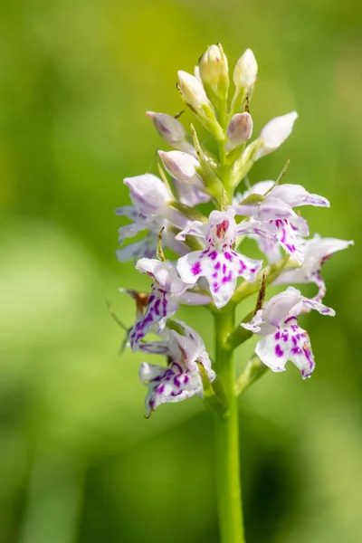 Close up of a common spotted orchid (dactylorhiza fuchsii) flower in bloom