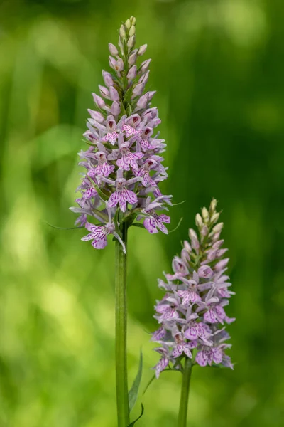 Detail Běžné Skvrnité Orchideje Dactylorhiza Fuchsii Květ Květu — Stock fotografie