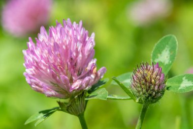 Kırmızı yonca üzerinde bir çiçeğin makro çekimi (trifolium pratense)