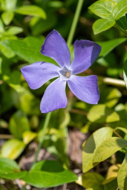 Macro shot of a lesser periwinkle (vinca minor) flower in bloom