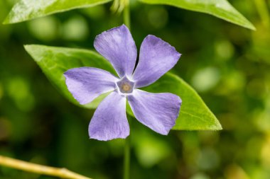 Macro shot of a lesser periwinkle (vinca minor) flower in bloom