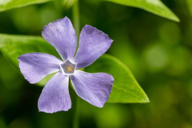 Macro shot of a lesser periwinkle (vinca minor) flower in bloom