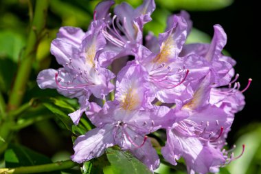 Close up of pink Rhododendron flowers in bloom
