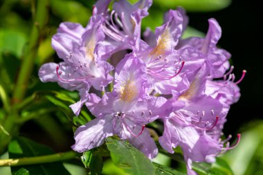 Close up of pink Rhododendron flowers in bloom
