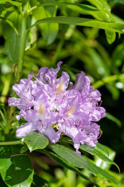 Close up of pink Rhododendron flowers in bloom