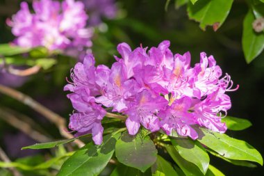 Close up of pink Rhododendron flowers in bloom
