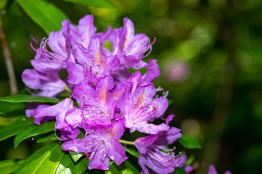 Close up of pink Rhododendron flowers in bloom