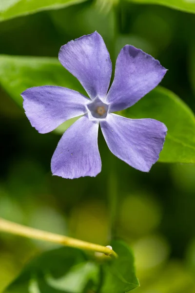 Macro Shot Lesser Periwinkle Vinca Minor Flower Bloom — Fotografia de Stock