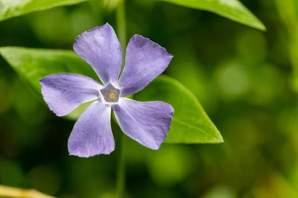 Macro Shot Lesser Periwinkle Vinca Minor Flower Bloom — Stockfoto