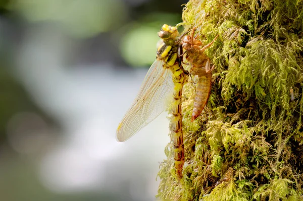Makroaufnahme Einer Goldberingten Libelle Cordulegaster Boltonii Bei Der Häutung — Stockfoto