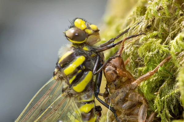 Kopfschuss Einer Goldberingten Libelle Cordulegaster Boltonii Bei Der Häutung — Stockfoto