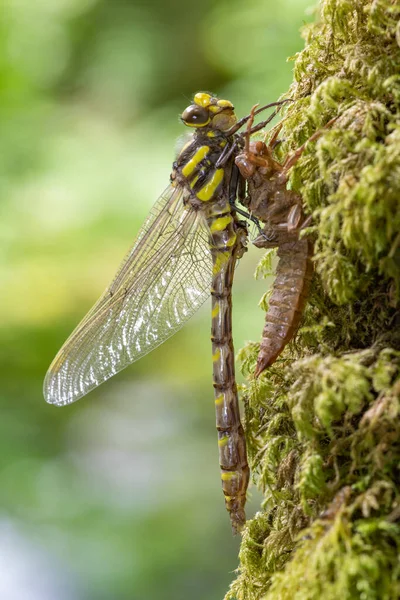 Macro Shot Una Libellula Dagli Anelli Oro Cordulegaster Boltonii Muta — Foto Stock