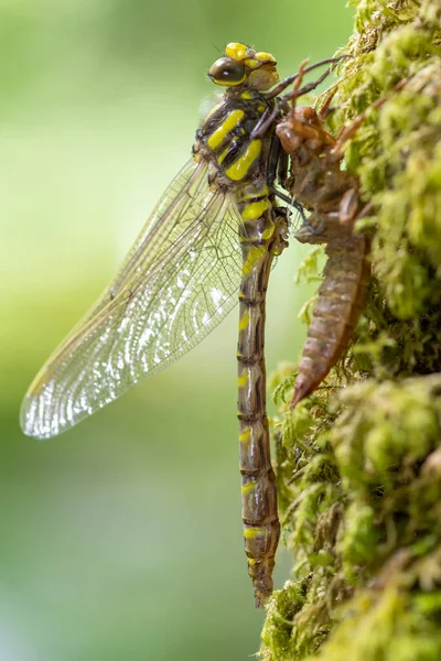 Makroaufnahme Einer Goldberingten Libelle Cordulegaster Boltonii Bei Der Häutung — Stockfoto