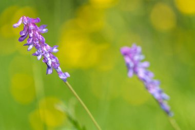 Tüylü bir vetch (vicia cracca) bitkisinin makro çekimi çiçek açtı