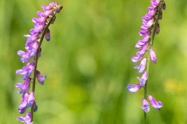Tüylü bir vetch (vicia cracca) bitkisinin makro çekimi çiçek açtı