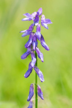Tüylü bir vetch (vicia cracca) bitkisinin makro çekimi çiçek açtı