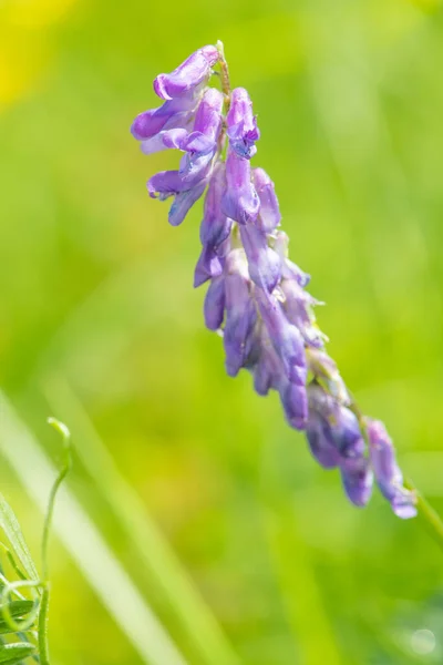 Makroaufnahme Einer Blühenden Wicken Vicia Cracca Pflanze — Stockfoto