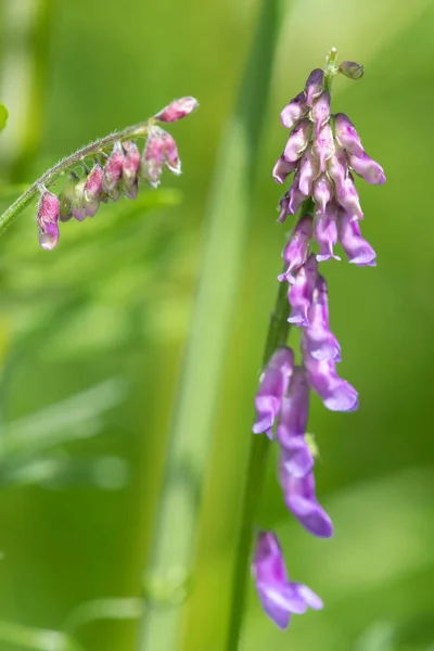 Tembakan Makro Dari Tanaman Vetch Vicia Cracca Berumput — Stok Foto