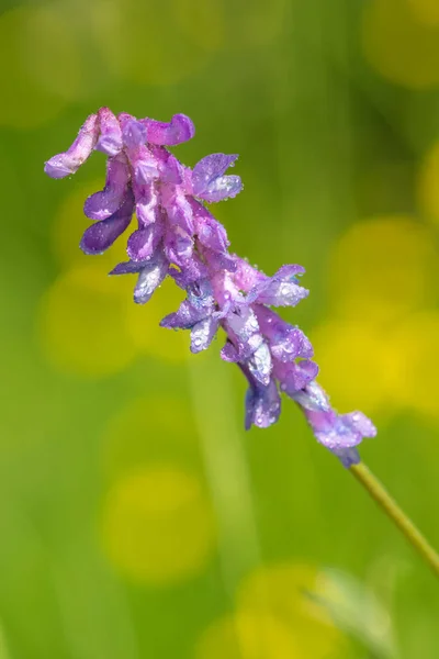 一株开花的茎状茎状茎状茎状茎状茎 — 图库照片