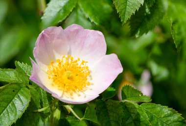 Çiçek açmış köpek gülü (rosa canina) çiçeklerine yaklaş