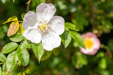 Çiçek açmış köpek gülü (rosa canina) çiçeklerine yaklaş