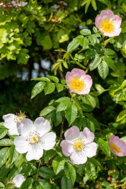 Çiçek açmış köpek gülü (rosa canina) çiçeklerine yaklaş