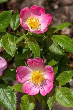 Çiçek açmış köpek gülü (rosa canina) çiçeklerine yaklaş