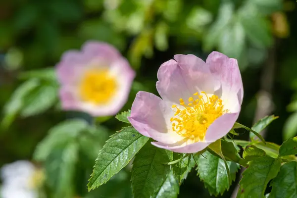 Primer Plano Rosa Perro Rosa Canina Flores Flor —  Fotos de Stock