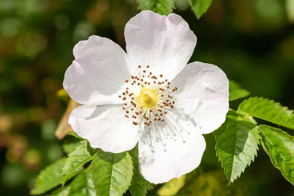 Κοντινό Πλάνο Του Σκύλου Τριαντάφυλλο Rosa Canina Λουλούδια Άνθιση — Φωτογραφία Αρχείου