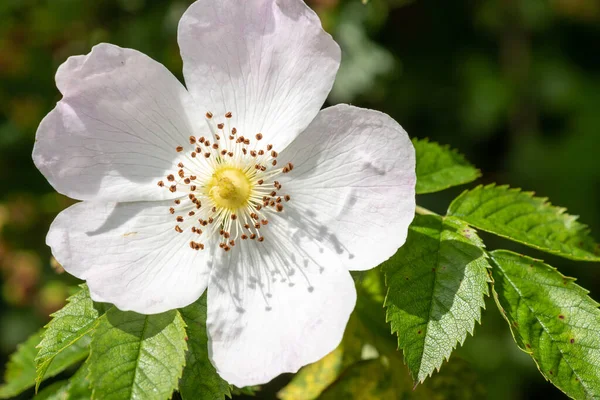 Κοντινό Πλάνο Του Σκύλου Τριαντάφυλλο Rosa Canina Λουλούδια Άνθιση — Φωτογραφία Αρχείου