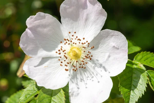 Κοντινό Πλάνο Του Σκύλου Τριαντάφυλλο Rosa Canina Λουλούδια Άνθιση — Φωτογραφία Αρχείου