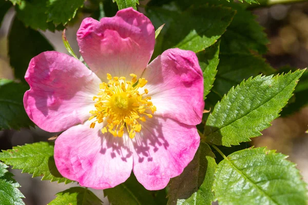 Κοντινό Πλάνο Του Σκύλου Τριαντάφυλλο Rosa Canina Λουλούδια Άνθιση — Φωτογραφία Αρχείου
