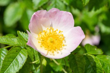 Çiçek açmış bir köpek gülüne (rosa canina) yaklaş