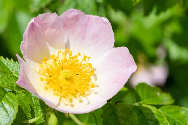 Zbliżenie Róża Psa Rosa Canina Kwiat Rozkwicie — Zdjęcie stockowe