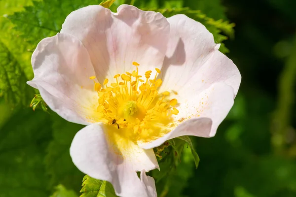 Zbliżenie Róża Psa Rosa Canina Kwiat Rozkwicie — Zdjęcie stockowe