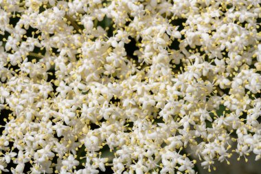 Siyah bir yaşlı (sambucus nigra) bitkisinin çiçeklerini kapat