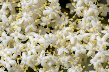 Siyah bir yaşlı (sambucus nigra) bitkisinin çiçeklerini kapat