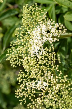 Siyah bir yaşlı (sambucus nigra) bitkisinin çiçeklerini kapat