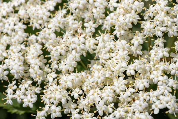 Lähikuva Kukkia Musta Vanhin Sambucus Nigra Kasvi — kuvapankkivalokuva