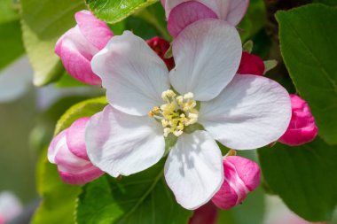 Çiçek açmış elma çiçeğinin makro çekimi.